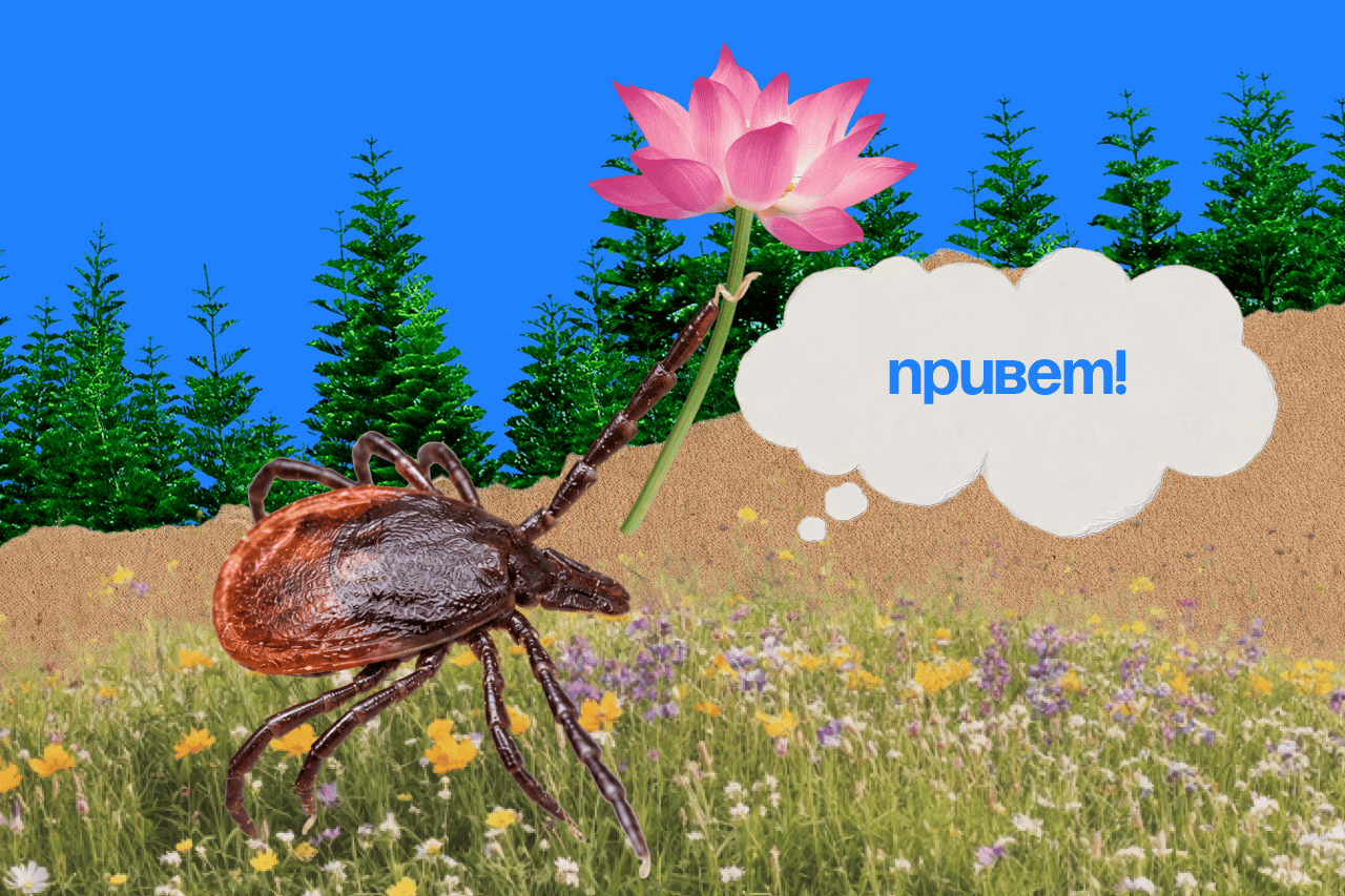 Что делать, если укусил клещ: пошаговый план